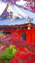 京都山科・毘沙門堂の紅葉