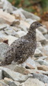 坂の上の雲のママ雷鳥