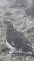 笠ヶ岳の雄雷鳥