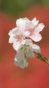 シキザクラ(四季桜)