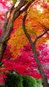 京都府立植物園の紅葉