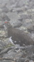 小蓮華山の雄雷鳥