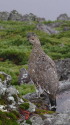 白馬乗鞍岳の雌雷鳥