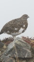 船越ノ頭のチビ雷鳥