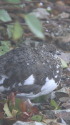 雷鳥坂の雄雷鳥