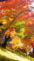 京都・曼殊院の紅葉