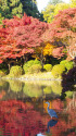 京都府立植物園・水辺の風景