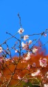 紅葉に降る雪のような冬桜