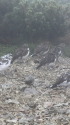笠ヶ岳の雷鳥達