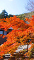 実相院・山門のもみじ