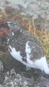 笠ヶ岳の雄雷鳥