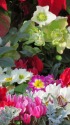 クリスマスの花の小さな庭