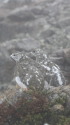 笠ヶ岳のまだらちゃん達