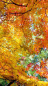 赤山禅院・参道の紅葉