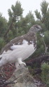 抜戸岳の雄雷鳥
