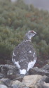 仙丈ヶ岳の雄雷鳥