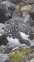 仙丈ヶ岳の雌雷鳥
