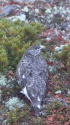仙丈ヶ岳の雌雷鳥