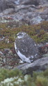 仙丈ヶ岳の雄雷鳥