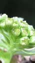 蕗の薹(フキノトウ)