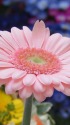 一輪の花・ガーベラ