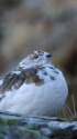 常念岳のママ雷鳥