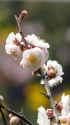 白梅咲いて