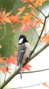 シジュウカラ2