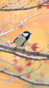 シジュウカラ3