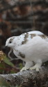 燕山荘の白頭巾ちゃん