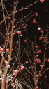 雪降る夜のナナカマド