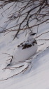 合戦尾根の雄雷鳥