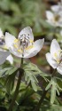 節分草、福の顔して花開く