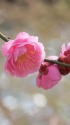 川面に春立ち梅の花