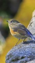 ルリビタキ♀