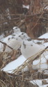 燕山荘の白頭巾ちゃん