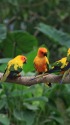インコ