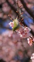 寒桜にメジロ