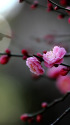 散歩道の花 1502-16-1