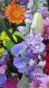 和歌山の春の花便り