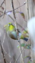 ウメジロー7