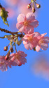 散歩道の花 1503-12-2