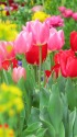 春祭り・華やかなチューリップ