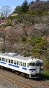 懐古 偕楽園の梅と常磐線白電
