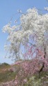 春陽に輝くしだれ桜