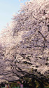 上野公園・満開の桜