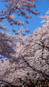 春爛漫・上野公園の桜