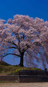 甲州・韮崎 「わに塚の桜」