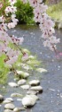 春の小川にしだれ桜