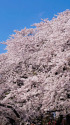 上野公園・満開の桜と青空